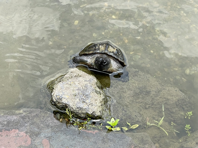 旧安田庭園の亀