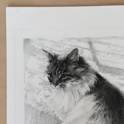 ペット肖像画のコンテ擦筆画で描いたミックスのショコラちゃんの完成写真