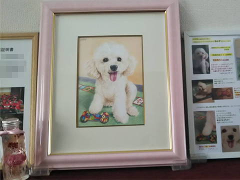 ペット肖像画製作所で作成したトイプードル犬の水彩画作品写真