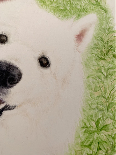 ペット肖像画製作所で作成したサモエド犬の水彩画作品写真