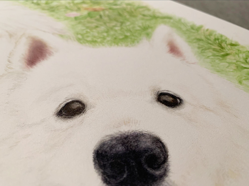 ペット肖像画製作所で作成したサモエド犬の水彩画作品写真