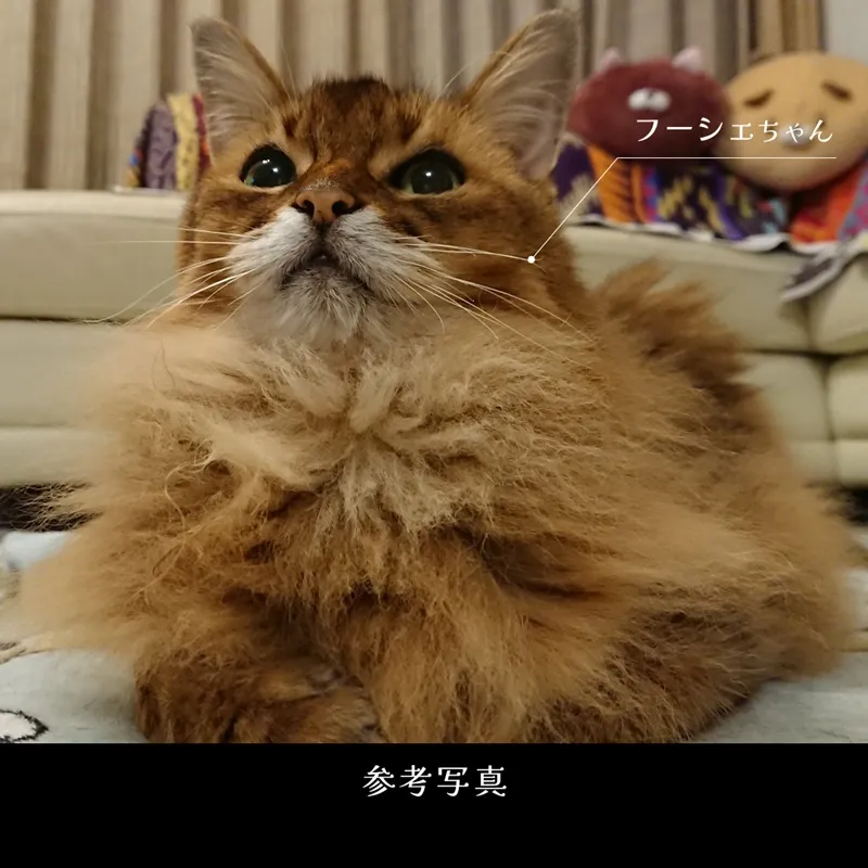 ペット肖像画（猫ソマリ）の元になった参考写真