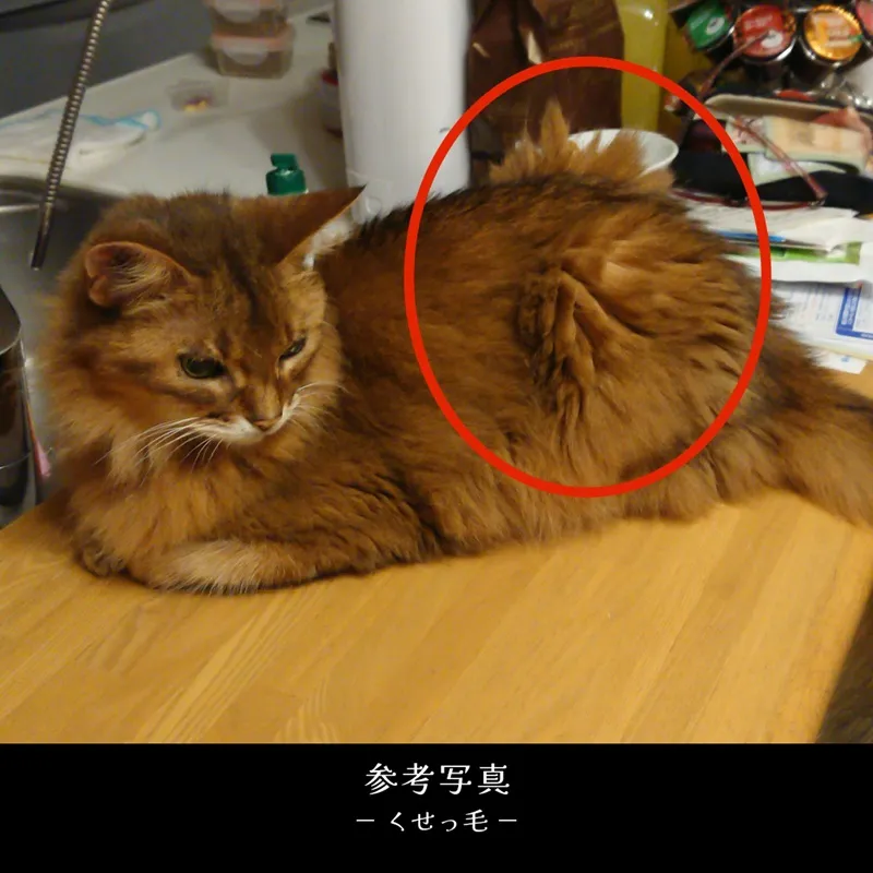 ペット肖像画（猫ソマリ）の元になった参考写真