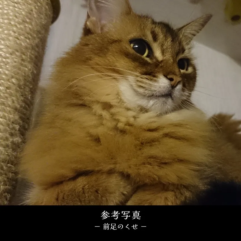 ペット肖像画（猫ソマリ）の元になった参考写真